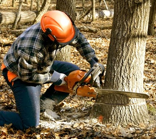 Arborist assessing tree health in Rhode Island